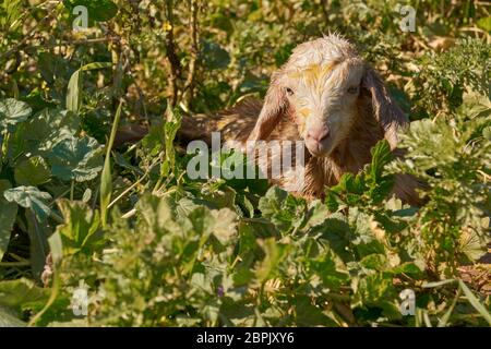 Neugeborene Ziege im Gras liegend. Grazalema, Cádiz. Spanien Stockfoto