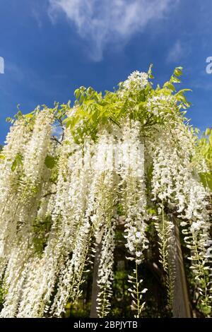 Nahaufnahme einer weißen Glyzinie gegen einen blauen Himmel. Blüte in Großbritannien im Mai. Stockfoto