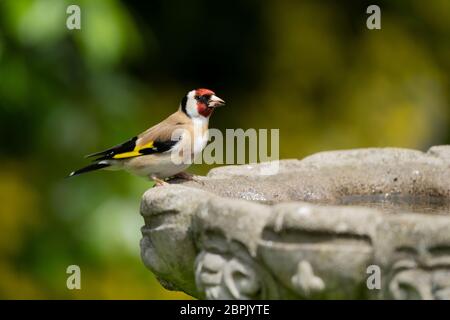 Goldfink- Carduelis carduelis Barsche auf einem Vogelbad Frühling. Stockfoto