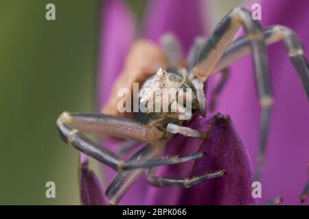 Krabbenspinne (Misumena vatia), die Beute auf einer Blume verfolgt Stockfoto
