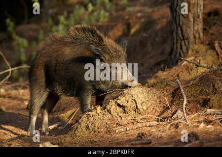 Europäische Wildschweine (Sus scrofa) auf der Suche nach Nahrung in der Sierra de las Nieves, Malaga. Spanien Stockfoto