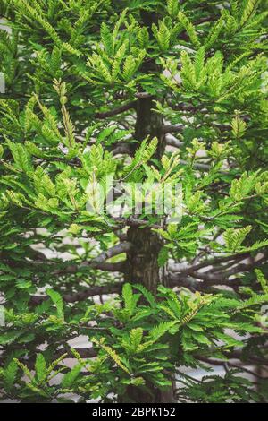 Detail des hellgrünen Laubes des Taxodium destichum Bonsai-Baumes, der allgemein als Weißkypresse bekannt ist Stockfoto