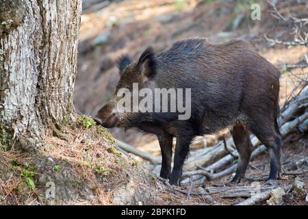 Europäisches Wildschwein im Profil riecht ein Log in der Sierra de las Nieves in Malaga. Spanien Stockfoto