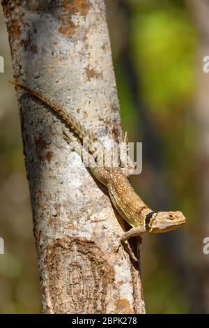 Oplurus cuvieri, bekannt als der collared iguanid Lizard oder Madagassischen collared Iguana. Ankarafantsika Nationalpark, Madagascar Wildlife und Wüste Stockfoto