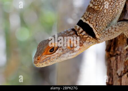 Oplurus cuvieri, bekannt als der collared iguanid Lizard oder Madagassischen collared Iguana. Ankarafantsika Nationalpark, Madagascar Wildlife und Wüste Stockfoto