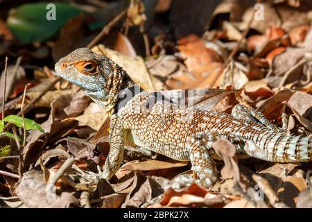 Oplurus cuvieri, bekannt als der collared iguanid Lizard oder Madagassischen collared Iguana. Ankarafantsika Nationalpark, Madagascar Wildlife und Wüste Stockfoto