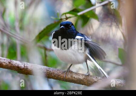 Vogel Madagaskar Magpie Robin, Copsychus albospecularis, thront auf einem Zweig vor einem grünen Hintergrund. Ankarafantsika Nationalpark, Madagaskar Stockfoto