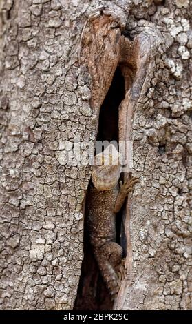 Oplurus cuvieri, bekannt als der collared iguanid Lizard oder Madagassischen collared Iguana. Ankarafantsika Nationalpark, Madagascar Wildlife und Wüste Stockfoto