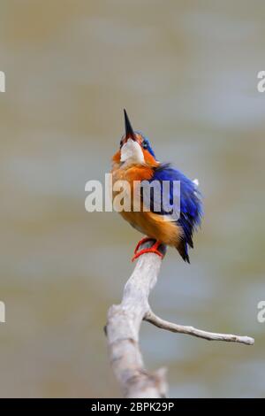 Madagaskar schöner Vogel Eisvogel, Corythornis vintsioides, sitzen auf einem Ast. Ankarafantsika Nationalpark, Madagascar Wildlife, Afrika Stockfoto