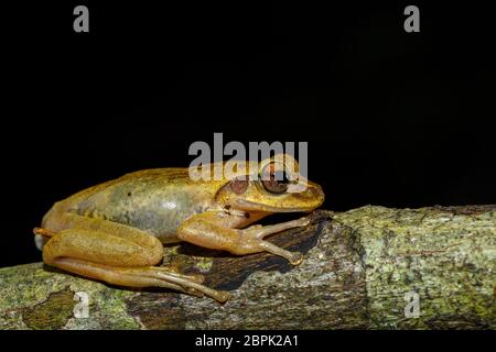 Small Tree Frog Boophis rhodoscelis ist eine Pflanzenart aus der Gattung der Frosch im Mantellidae Familie. Masoala Nationalpark, Madagascar Wildlife und Wüste Stockfoto