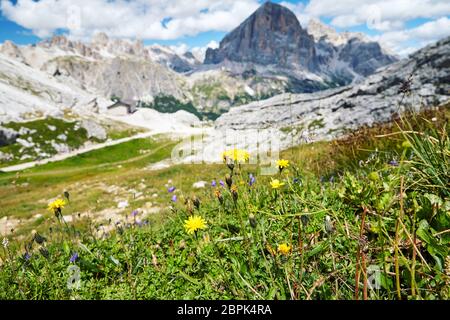 Löwenzahn wächst im Giau Pass bei Tageslicht. Wolkiger Himmel auf Hintergrund. Italien Stockfoto