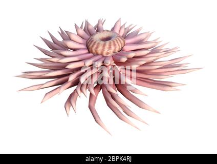 3D-Rendering einer Seeanemone auf weißem Hintergrund Stockfoto