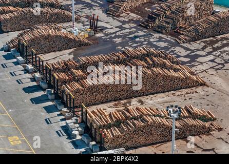 Große Stapel Holzstämme, bereit zum Verladen, im Hafen von Napier, vom Bluff Hill Lookout, in Napier, Hawke's Bay Region, North Island, Neuseeland Stockfoto