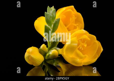 Blumen von schönen gelben Freesien isoliert auf schwarzem Hintergrund, Reflexion Stockfoto