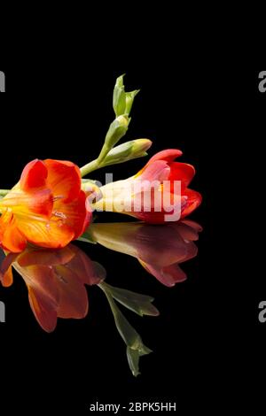 Blumen von schönen roten Freesien isoliert auf schwarzem Hintergrund, Reflexion Stockfoto