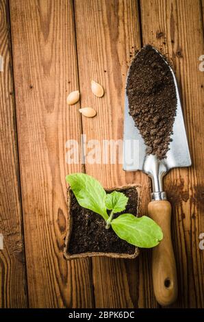 Stillleben mit Sprossen und Gartenwerkzeug, Draufsicht Stockfoto