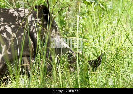 Nahaufnahme eines Nashorns, das im Gras des Ziwa Rhino Sanctuary in Uganda ruht Stockfoto