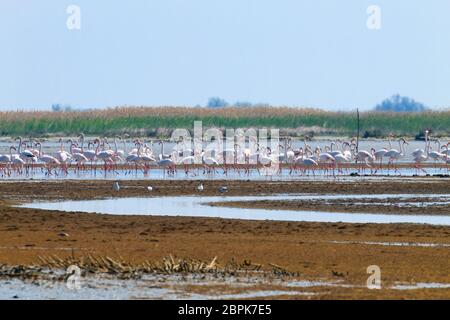 Herde von rosa Flamingos von "Delta del Po" Lagune, Italien. Natur-panorama Stockfoto