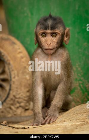 Baby Long-tailed macaque sitzt von bin Rad Stockfoto