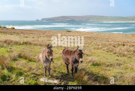 Küstenlandschaft, darunter zwei Esel auf einer Wiese in Irland Stockfoto