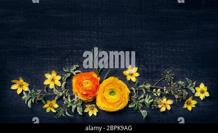 Gelber Ranunculus auf schwarzem Hintergrund. Flaches Lay. Stockfoto