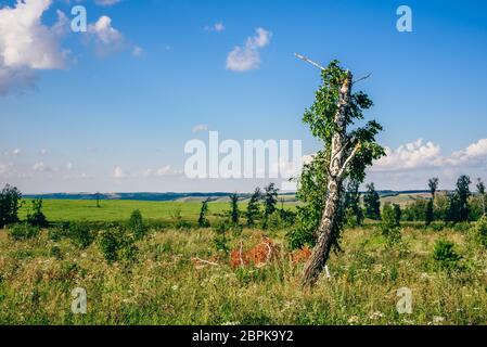 Einsame Birke mit gebrochenen Stamm und Äste auf der Wiese mit Blumen. Stockfoto