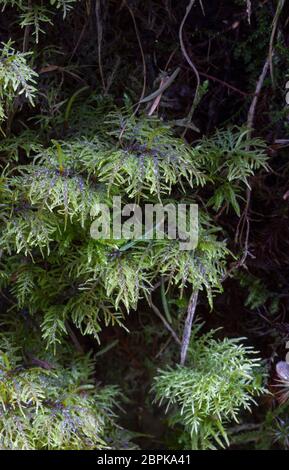 Bergmoos (Hylocomium splendens) Stockfoto