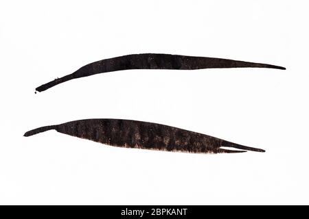 Ausbildung Zeichnung in Sumi-e (suibokuga) Stil Zuckerrohr Blätter handbemalt mit schwarzen Aquarelle auf weißem Papier Stockfoto