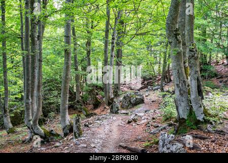 Trail durch einen Wald in den Albanischen Alpen auf dem Weg nach Theth, Albanien Stockfoto