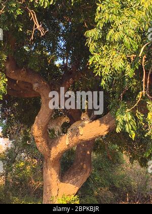 Ein paar junge Leoparden ruhen auf dem Baum im Chobe National Park Stockfoto