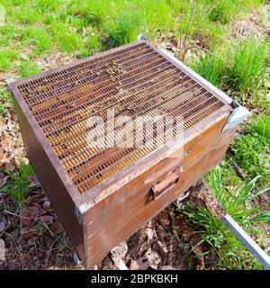 Offenen Bienenstock Detail. Imkerei, Landwirtschaft, Landleben. Stockfoto