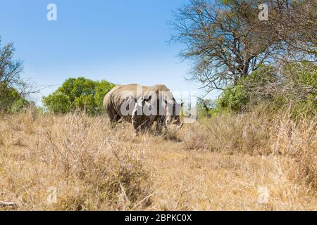 Breitmaulnashorn-Frau mit Welpen, von Hluhluwe-Imfolozi-Park, Südafrika. Afrikanische Tierwelt. Ceratotherium simum Stockfoto