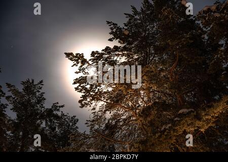 Vollmond scheint durch kalten Winter nebligen Himmel hinter Kiefernspitzen in der schwedischen Landschaft, Lappland, Nordschweden, Umea Stockfoto