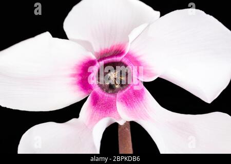 Einzelne Blüte der blühenden rosa Cyclamen isoliert auf schwarzem Hintergrund Stockfoto