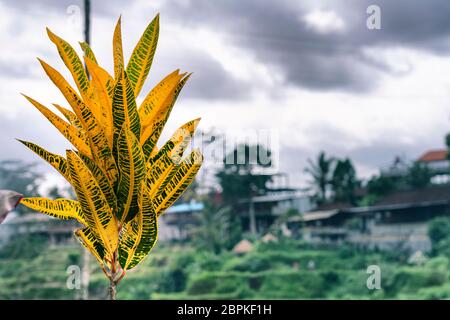 Aus der Nähe auf Croton Baum Blätter, sie werden als lebende Zaun auf Reis Terrassen in Bali verwendet. Verschwommener Hintergrund, Regenzeit Stockfoto