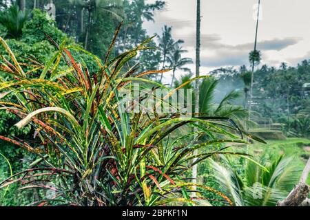 Aus der Nähe auf Croton Baum Blätter, sie werden als lebende Zaun auf Reis Terrassen in Bali verwendet. Verschwommener Hintergrund, Regenzeit Stockfoto