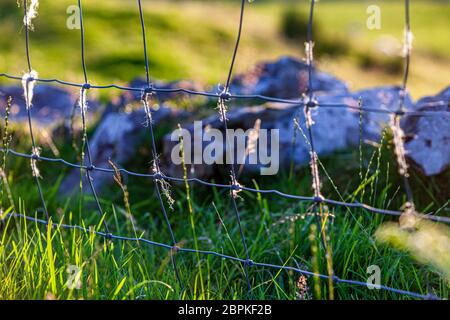 Schafzaun bei Glengorm Castle auf der Isle of Mull, Schottland Stockfoto