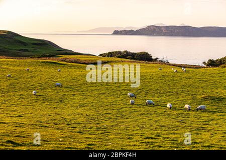 Schafe bei Sonnenuntergang im Glengorm Castle auf der Isle of Mull, Schottland Stockfoto