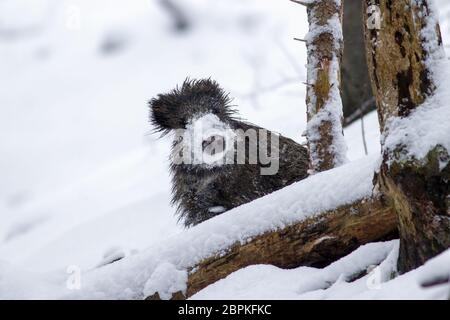 Wildschwein, sus scrofa, im Winter das Spähen mit Schnee auf der Nase. Wildes Tier im Winter versteckt sich hinter einem Baum. Natur von Wildnis. Stockfoto