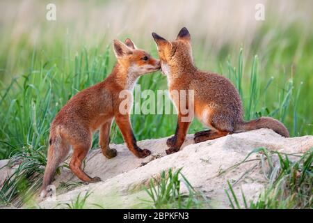 Red Fox, Vulpes vulpes, kleine Jungen Jungen in der Nähe von den Spielen. Kleine wilde Raubtiere in natürlicher Umgebung niedlich. Bruderschaft von Tieren in der Wildnis. Stockfoto