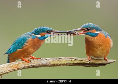 Zwei gewöhnliche Eisvögel, alcedo atthis, die einen Fisch an einen anderen weitergeben. Tier romantische Paar sitzen eng zusammen auf einem Ast. Farbenfrohe Tierarten Stockfoto