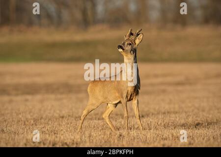 Rehe, Capreolus Capreolus, Buck im Winter mit Geweih in Samt überzogen. Wildes Tier bei Sonnenuntergang mit warmem, weichem Licht. Schnüffeln von Säugetieren. Stockfoto