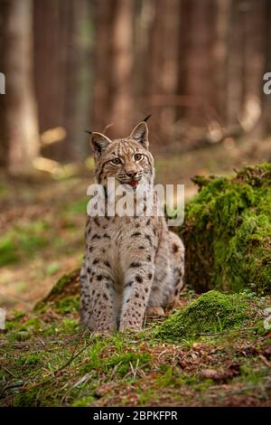 Eursian Luchs sitzt auf Felsen mit grünem Moos mit verschwommenem Hintergrund bedeckt. Gefährdete Säugetierraub in natürlicher Umgebung. Wildlife Landschaft fro Stockfoto