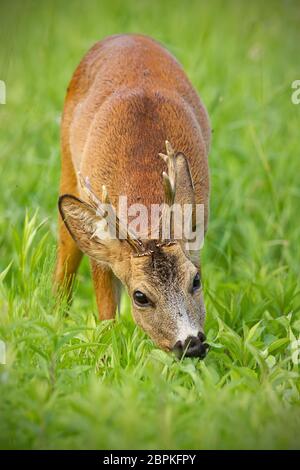 Rehe, Capreolus Capreolus, Bock grasen friedlich auf grünen Kräutern im Sommer. Roebuck mit verschwommenem Hintergrund, Wildtierfressen in der Natur. Wildli Stockfoto