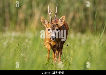 Rehe, Capreolus Capreolus, Bock läuft in Richtung Kamera. Männliches Wildsäugetier im Sommer. Stockfoto