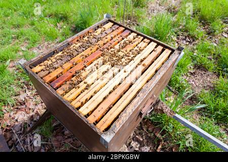 Offenen Bienenstock Detail. Imkerei, Landwirtschaft, Landleben. Stockfoto