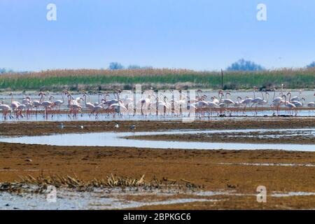 Herde von rosa Flamingos von "Delta del Po" Lagune, Italien. Natur-panorama Stockfoto