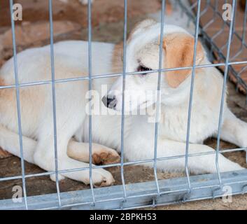 Weiß geretteten Hundes liegt im Tierheim Cage, das Thema der Liebe und der Barmherzigkeit, den Tierschutz, die Dog Rescue, ehrenamtliche Arbeit Stockfoto