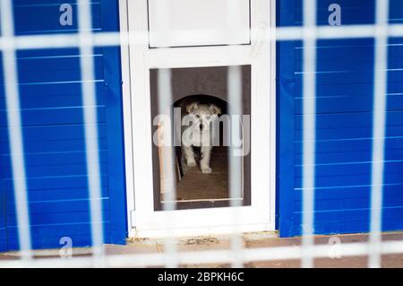 Kleinen weißen Hund im Tierheim Haus, Nächstenliebe und Barmherzigkeit Thema, Tierschutz, Tierheim, ehrenamtliche Arbeit Stockfoto