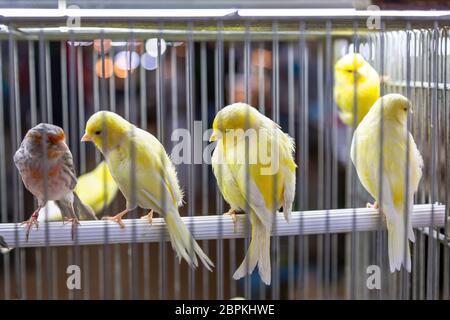 Kleine farbige Dekor Vögel im Käfig. Stockfoto